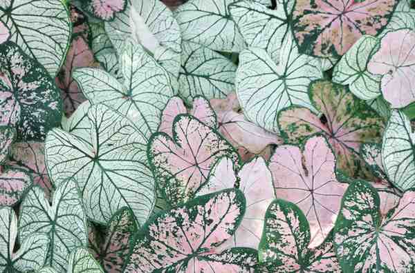 Caladium 'Donnabella