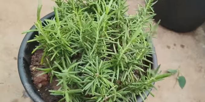 Rosemary Plant