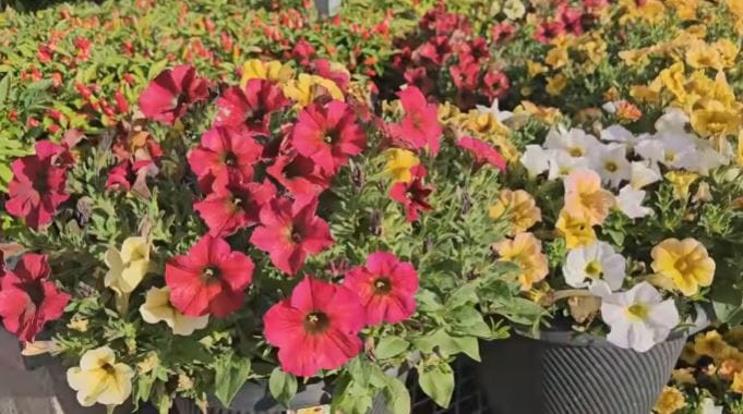 best indoor and outdoor plants