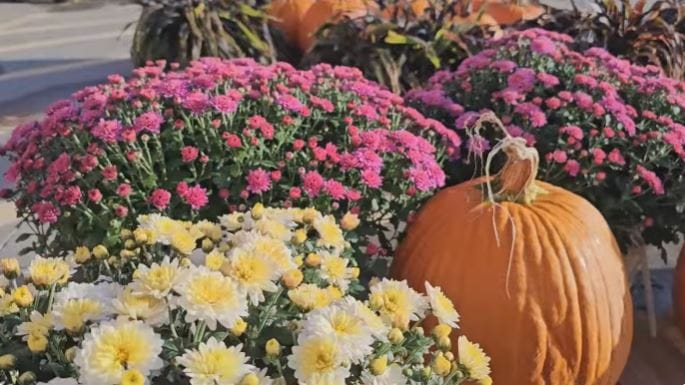 best indoor and outdoor plants