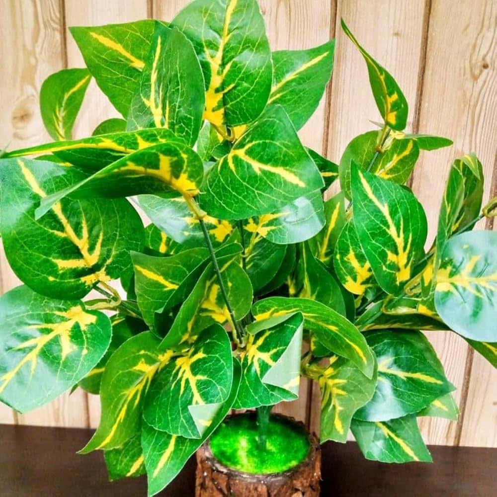 Is the Money Plant Really Lucky