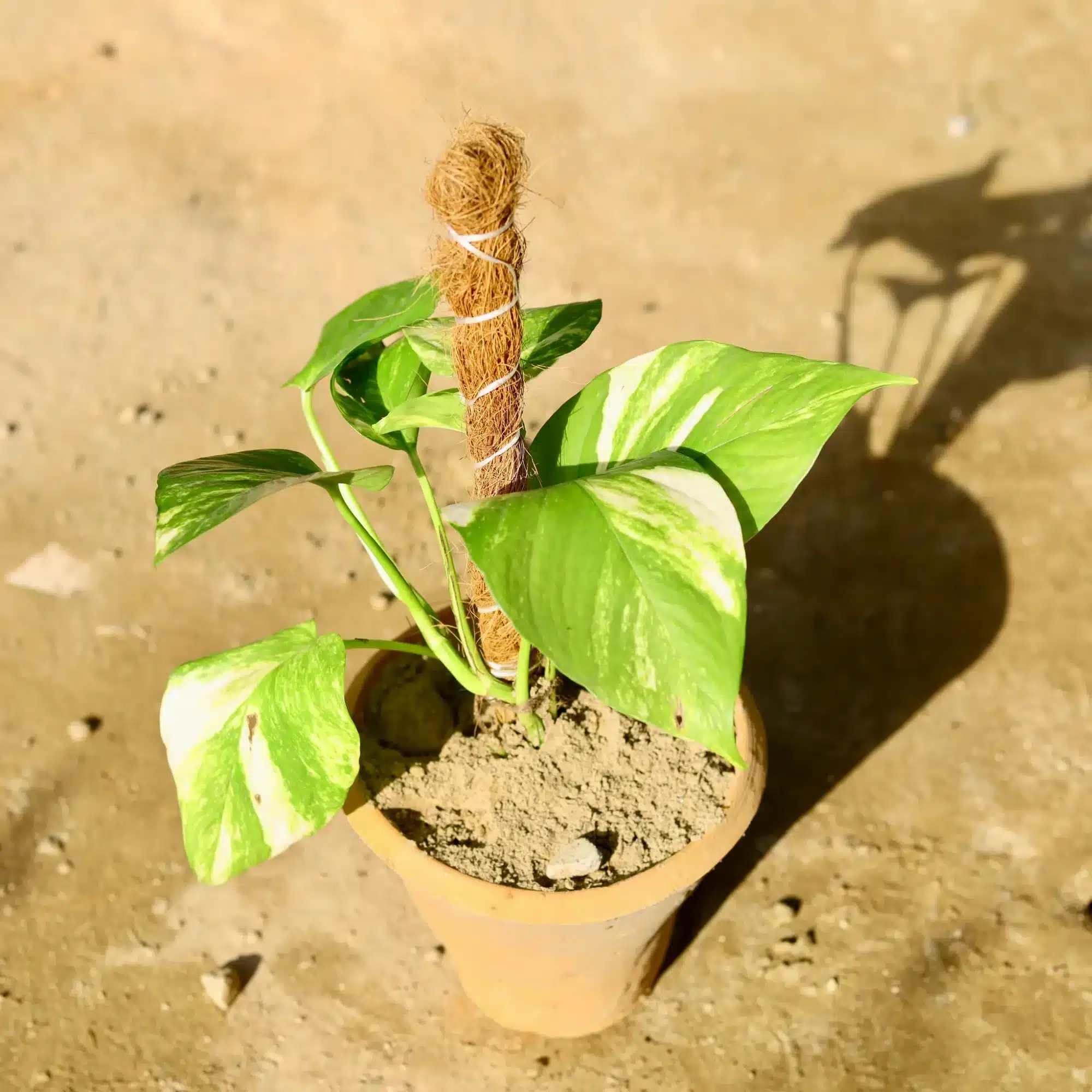 Is the Money Plant Really Lucky