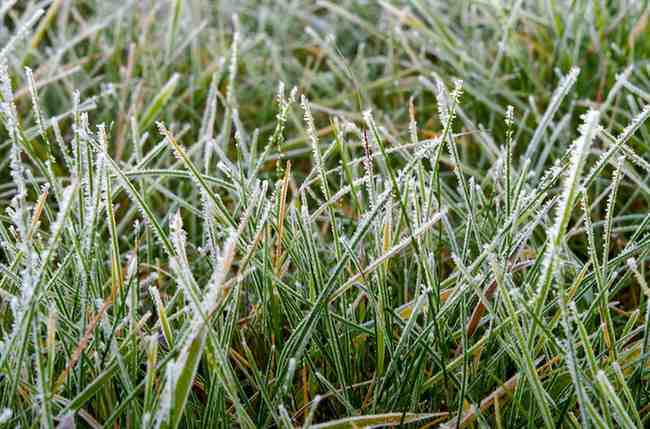 best-mosquito-repellent-plants-usa