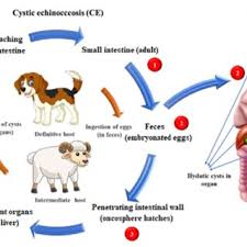 types of worms in dogs